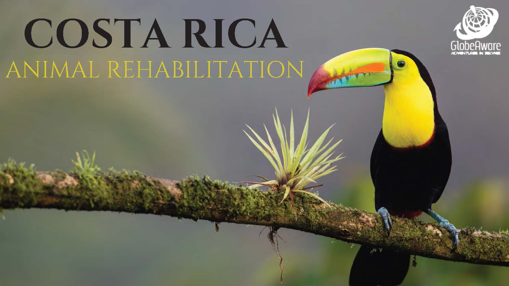 Costa Rica Animal